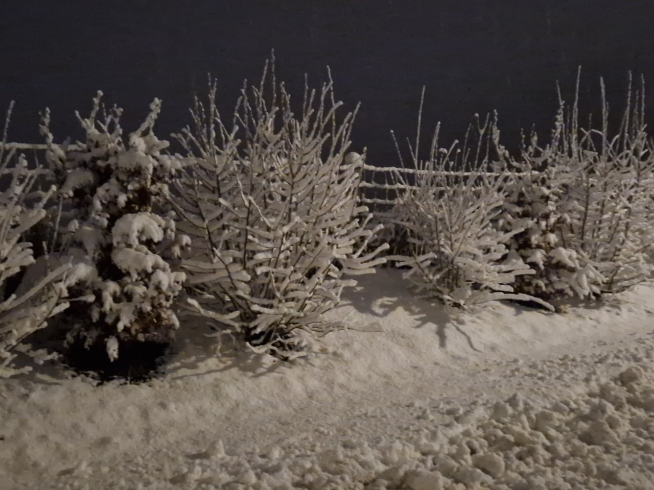 Sous la neige 63 